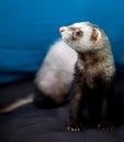 Loved skulk coloured ferret on the balcony smiling and cleaning its pelt happily