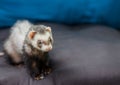 Loved skulk coloured ferret on the balcony smiling and cleaning its pelt happily Royalty Free Stock Photo