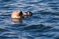 Mother Harbor Seal swimming with pup.