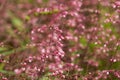 Lovely abstract background with pink flowers. Soft focus photo