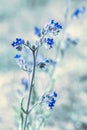 Lovely abstract background with tiny blue flowers. Soft focus photo.