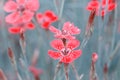 Lovely abstract background with tiny pink flowers. Soft focus photo. Royalty Free Stock Photo