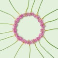 Lovely abstract circle made of natural fresh red clover. Minimal arrangement, creative copy space with pastel green background