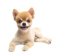 Lovely acting of pomeranian puppy dog isolated whtie background