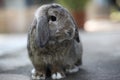 Lovely Adorable brown holland lop rabbit bunny