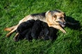 lovely adult german shepherd female feeds small puppies