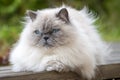Lovely adult Ragdoll Cat with curious Blue Eyes and fluffy white fur