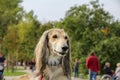 Lovely Afghan hound is resting on the lawn in a green park. Portrait. Unrecognizable people walking in the background.