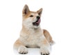 Lovely Akita Inu licking its nose and looking away Royalty Free Stock Photo