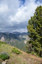 Lovely alpine view of trees and lupine wildflowers along the Beartooth Pass