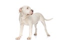 Lovely american bulldog puppy looking to side