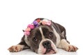 Lovely american bully with flowers crown lying