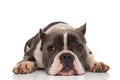 Lovely american bully lying looks to side