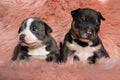 Lovely american bully puppies looking away confused