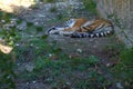 Lovely Amur tiger sleeps on green grass Royalty Free Stock Photo
