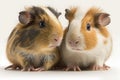 Lovely animal Guinea Pigs - young guinea pigs