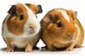 Lovely animal Guinea Pigs - young guinea pigs.