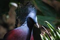Lovely Array of Feathers on a Guora Pigeons Head