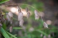 Lovely arrow shape dried plant offers interest in the fading garden.