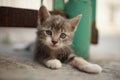 Lovely ashy kitten lying in the yard on a stone floor near old fence. Beautiful portrait of a cute little kitty cat