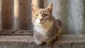 Lovely ashy kitty resting on the slate fence in summer Royalty Free Stock Photo