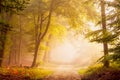 A lovely atmosphere in a forest. A fog covered path leading into the unknown