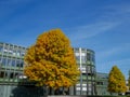 Lovely autumn morning scene with two trees Royalty Free Stock Photo