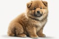 Lovely Baby animal Puppy - a young canine, a young Dogs. Royalty Free Stock Photo