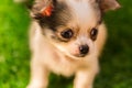 Lovely baby chihuahua