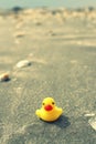 Duck at beach