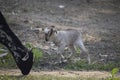 Lovely baby goat running on grass, Patara , India