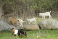 Lovely Baby Goats Play on Rock