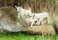 Lovely Baby Goats Play on Rock, New England, US