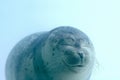 Lovely baby seal with closed eyes is smiling under water Royalty Free Stock Photo