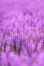 Purple sea of salvia flowers background
