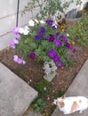 Lovely basket of white and purple petunias