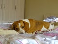 Lovely Beagle dog thoughtfully and lazy lying on a bed