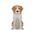 Lovely beagle in sitting position. Small hunting dog. Short-haired puppy with long ears and cute muzzle. Flat vector