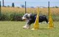 Lovely Bearded collie is running over the hurdles