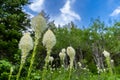 Lovely beargrass in Glacier National Park Montana Royalty Free Stock Photo