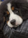 Lovely Bearnesse Bouvier bernesse mountain dog