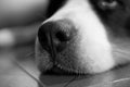 Lovely and beautiful close up portrait of a Bernese Mountain Dog of his nose and eye resting Royalty Free Stock Photo