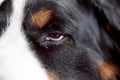 Lovely and beautiful close up portrait of a Bernese Mountain Dog of his nose and eye resting Royalty Free Stock Photo