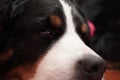 Lovely and beautiful close up portrait of a Bernese Mountain Dog of his nose and eye resting Royalty Free Stock Photo