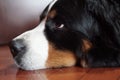 Lovely and beautiful close up portrait of a Bernese Mountain Dog of his nose and eye resting Royalty Free Stock Photo