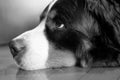 Lovely and beautiful close up portrait of a Bernese Mountain Dog of his nose and eye resting Royalty Free Stock Photo