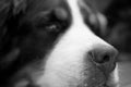 Lovely and beautiful close up portrait of a Bernese Mountain Dog of his nose and eye resting Royalty Free Stock Photo