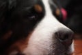 Lovely and beautiful close up portrait of a Bernese Mountain Dog of his nose and eye resting Royalty Free Stock Photo