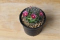 Lovely and beautiful mammillaria cactus with pink flower on wooden background