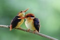 Lovely beautiful pair of Orange and black wings of Oriental dwarf or Black-backed kingfishers teasing each other